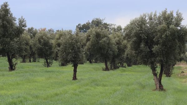 Olive Orchards Expand in Nangarhar Province Amid Accelerated Ministry Efforts