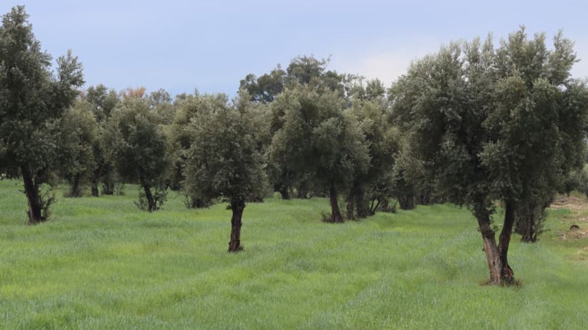 Olive Orchards Expand in Nangarhar Province Amid Accelerated Ministry Efforts