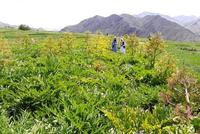 Panjshir Province Cultivates Asafoetida on 75 Jeribs to Boost Farmer Incomes