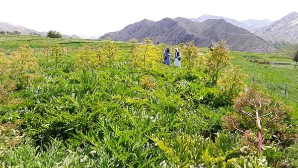 Panjshir Province Cultivates Asafoetida on 75 Jeribs to Boost Farmer Incomes