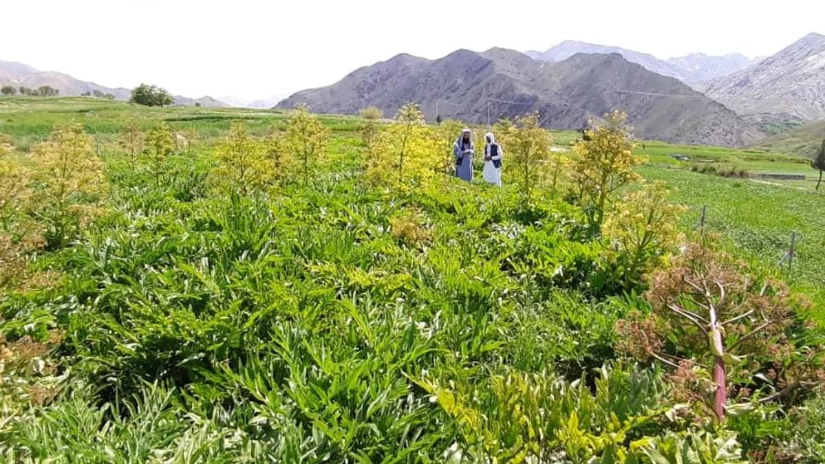 Panjshir Province Cultivates Asafoetida on 75 Jeribs to Boost Farmer Incomes