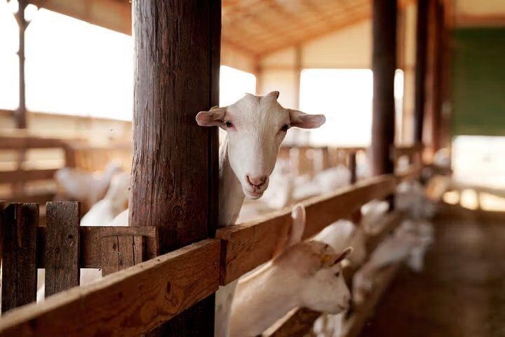 French Court Sentences Afghan Asylum Seeker to 30 Months for Abusing Goats and Lambs