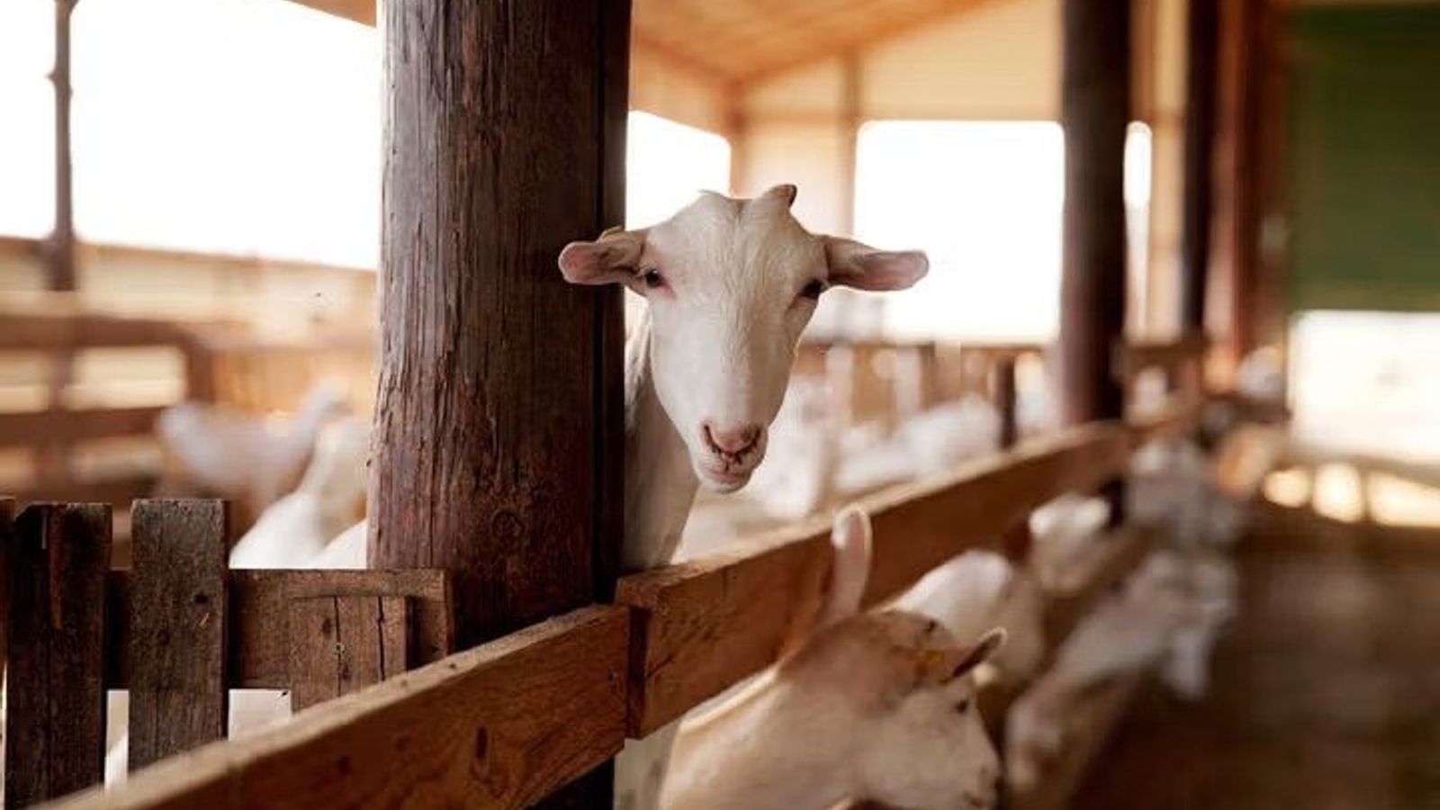 French Court Sentences Afghan Asylum Seeker to 30 Months for Abusing Goats and Lambs