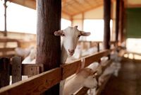 French Court Sentences Afghan Asylum Seeker to 30 Months for Abusing Goats and Lambs