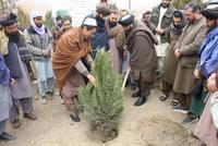 Bamyan Launches Campaign to Plant 385,120 Saplings