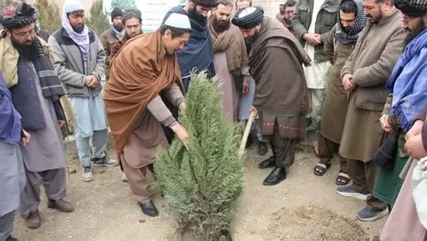 Bamyan Launches Campaign to Plant 385,120 Saplings