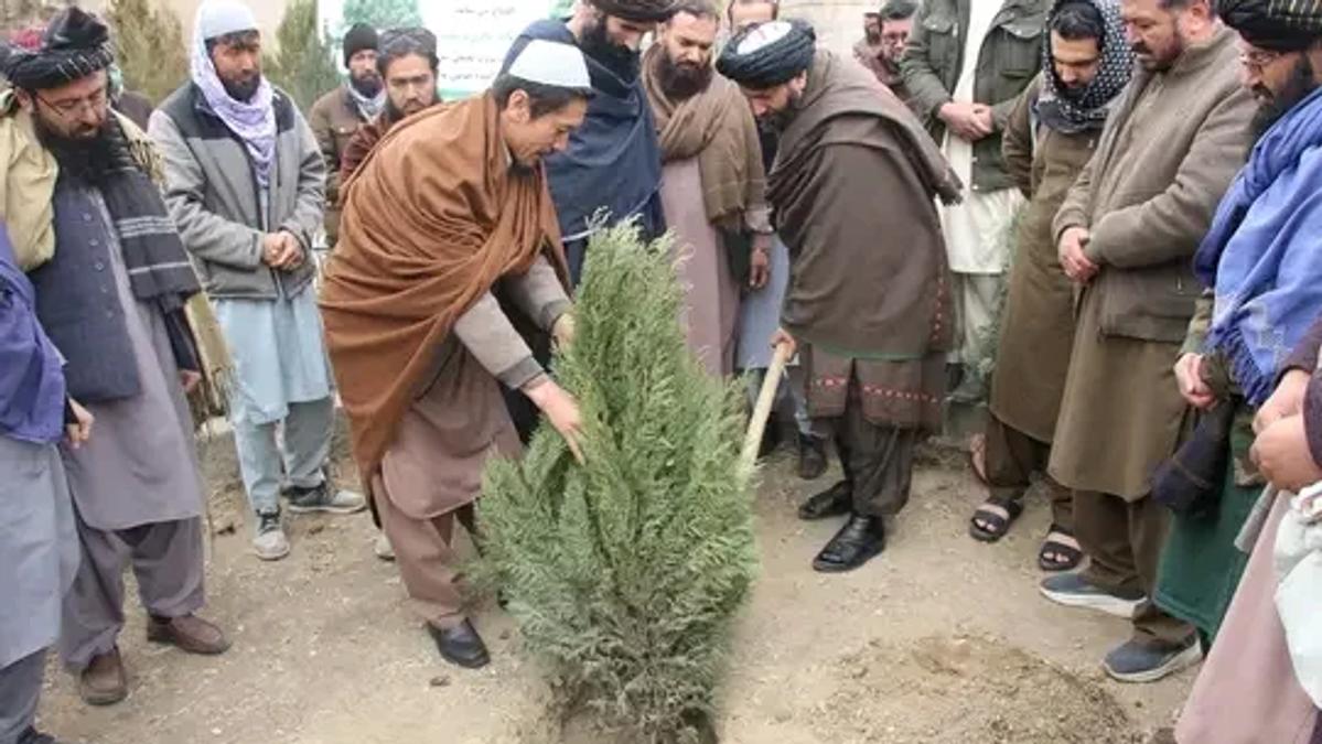 Bamyan Launches Campaign to Plant 385,120 Saplings
