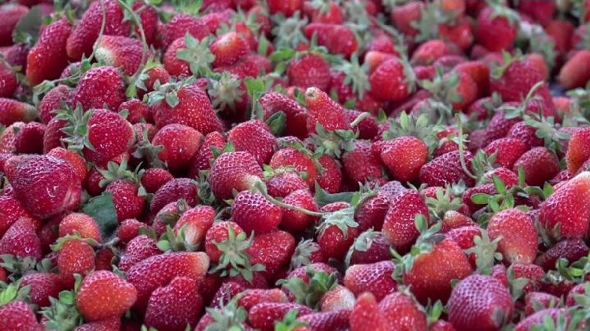 Nangarhar Potato Production Projected to Reach 670 Tons This Year