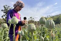 UNODC Warns of Poppy Cultivation Risks Without Financial Diversification in Afghanistan