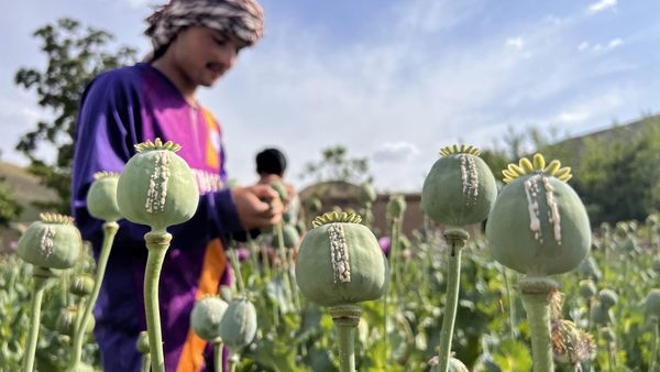 UNODC Warns of Poppy Cultivation Risks Without Financial Diversification in Afghanistan