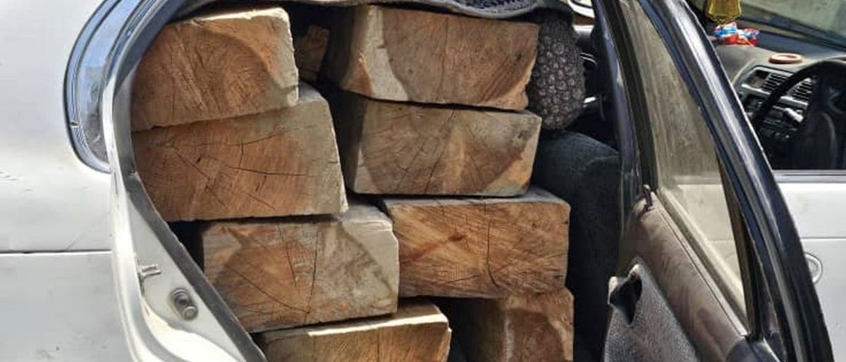 Suspect Arrested in Kunar for Smuggling Valuable Timber
