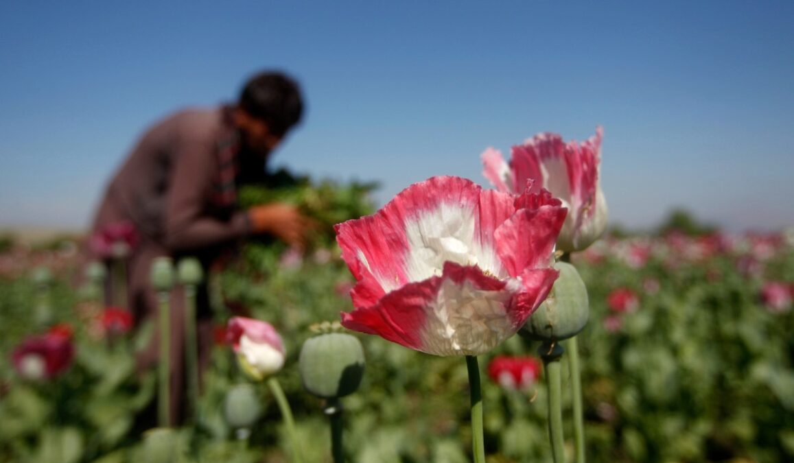 UN Report: Afghanistan Opium Production Drops 95 Percent After Taliban Ban