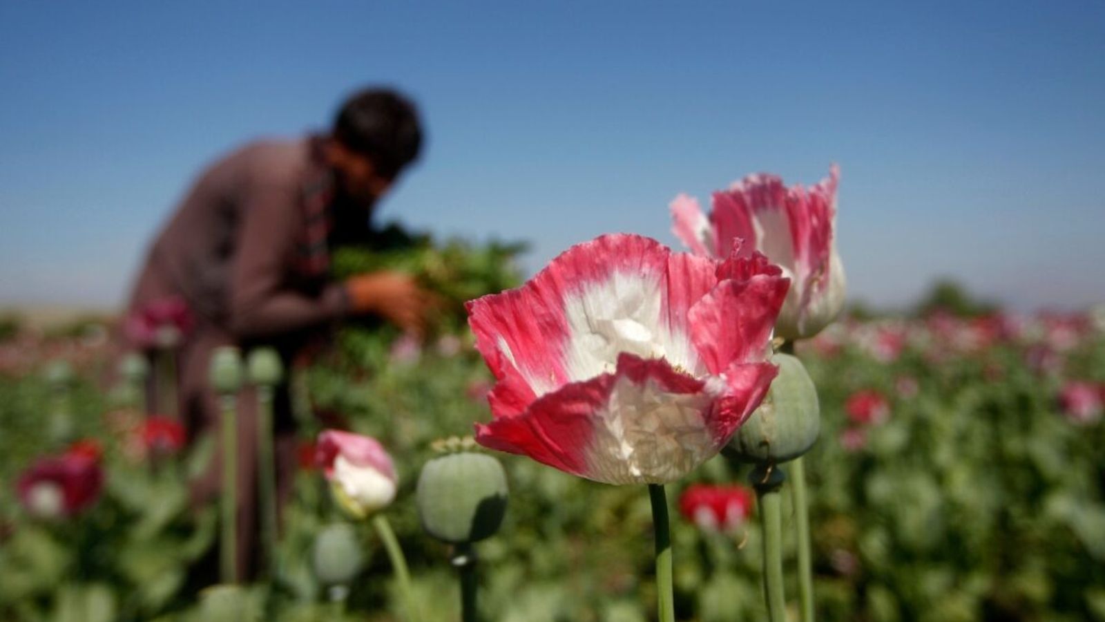 UN Report: Afghanistan Opium Production Drops 95 Percent After Taliban Ban
