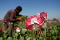 UN Report: Afghanistan Opium Production Drops 95 Percent After Taliban Ban