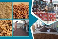 Ghazni Province Exports 13,000 Tons of Dried Fruits in Solar Year 1404