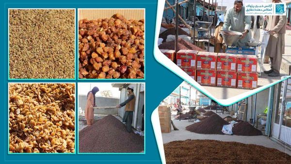 Ghazni Province Exports 13,000 Tons of Dried Fruits in Solar Year 1404