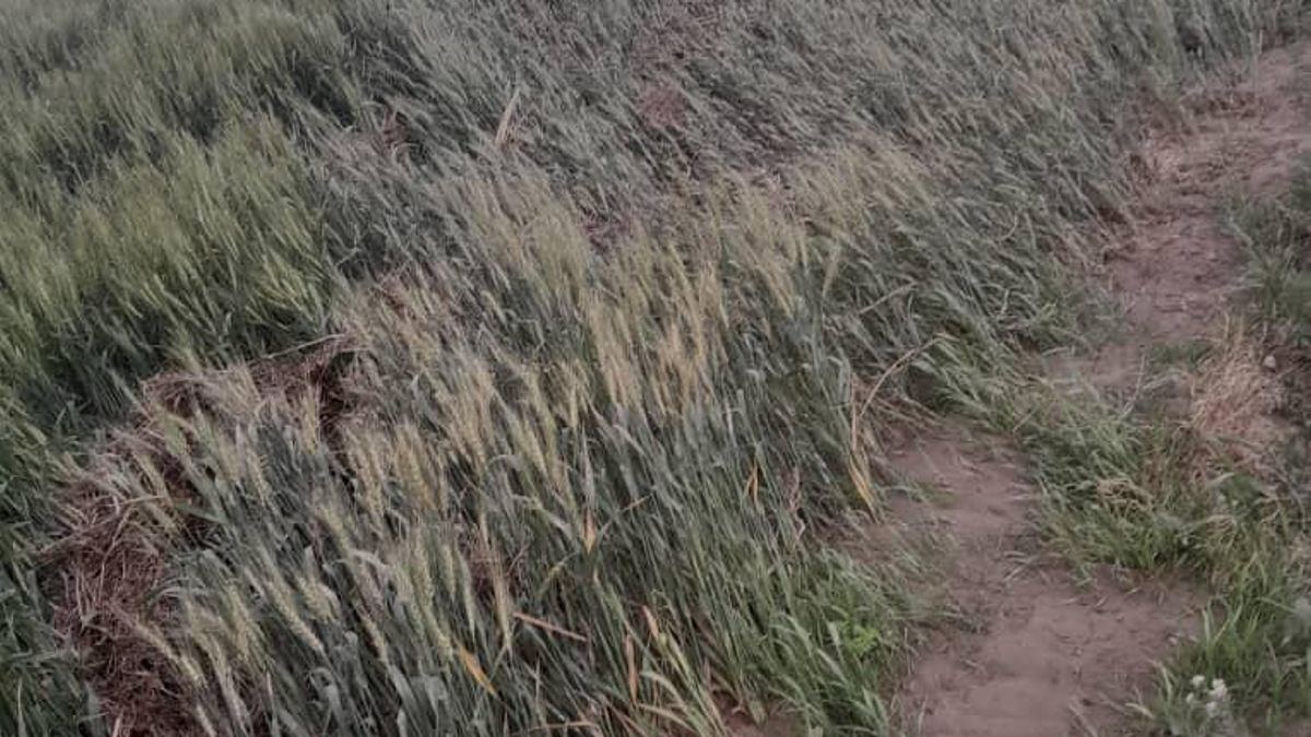 Heavy Rains and Floods Damage Agriculture, Livestock in Helmand Province