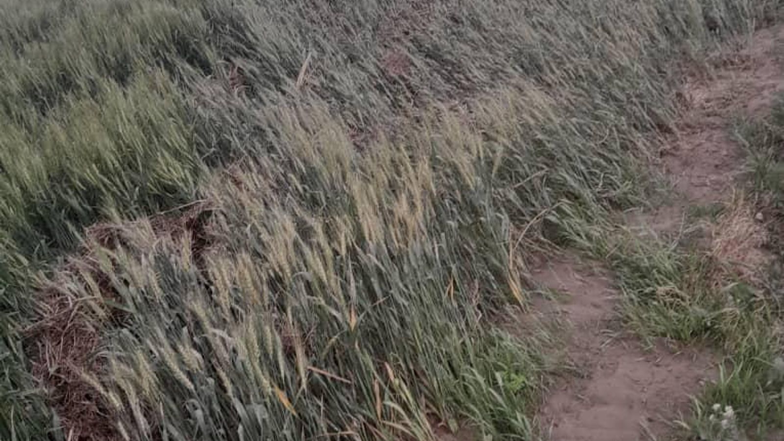 Heavy Rains and Floods Damage Agriculture, Livestock in Helmand Province