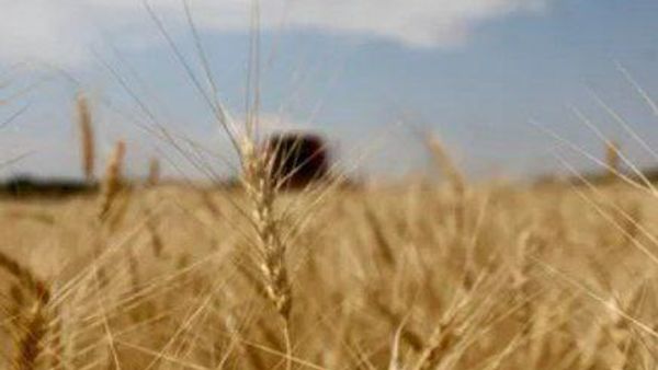 Kazakhstan Ministry: Afghanistan Key Market for Wheat and Flour Exports