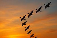 Maidan Wardak Environmental Protection Directorate Urges Public to Refrain from Hunting Migratory Birds