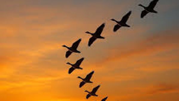 Maidan Wardak Environmental Protection Directorate Urges Public to Refrain from Hunting Migratory Birds