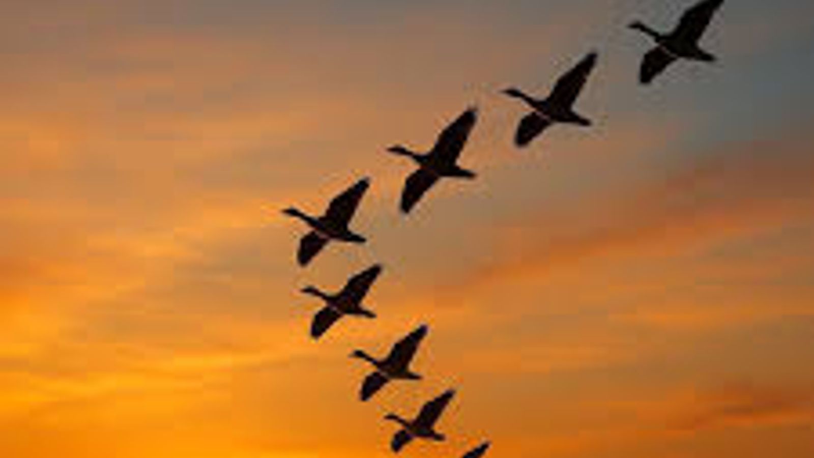 Maidan Wardak Environmental Protection Directorate Urges Public to Refrain from Hunting Migratory Birds