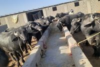 Kandahar Authorities Intercept Smuggling of 70 Water Buffaloes from Pakistan