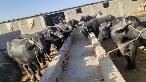 Kandahar Authorities Intercept Smuggling of 70 Water Buffaloes from Pakistan