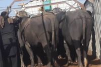 Kandahar Directorate Prevents Smuggling of 86 Livestock from Pakistan