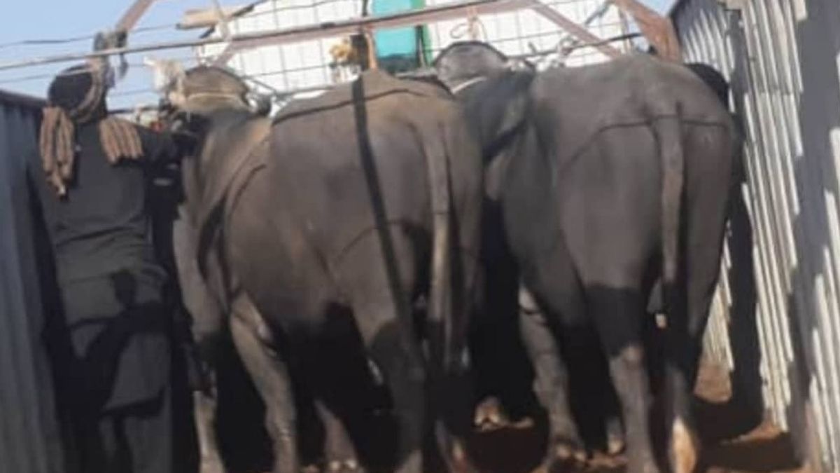 Kandahar Directorate Prevents Smuggling of 86 Livestock from Pakistan