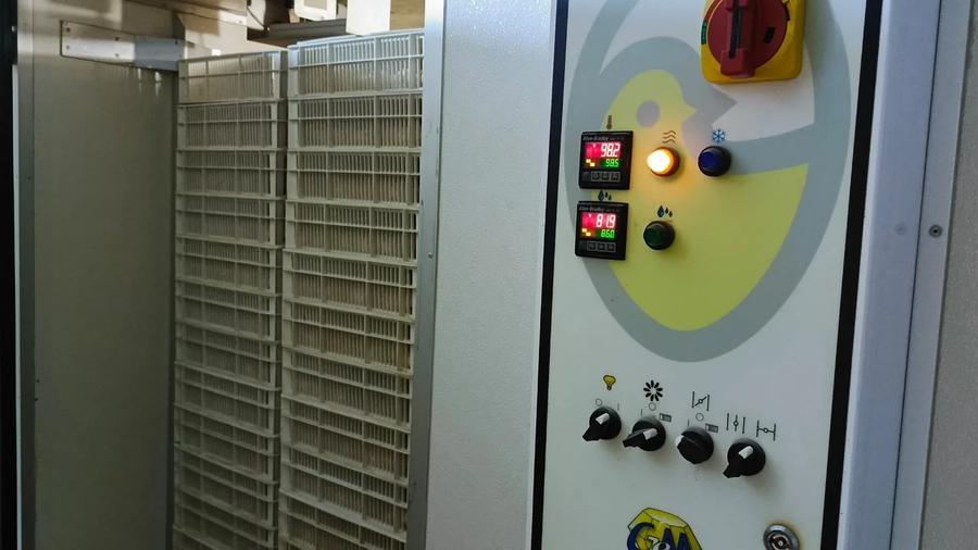 Poultry Production Expands in Helmand Province