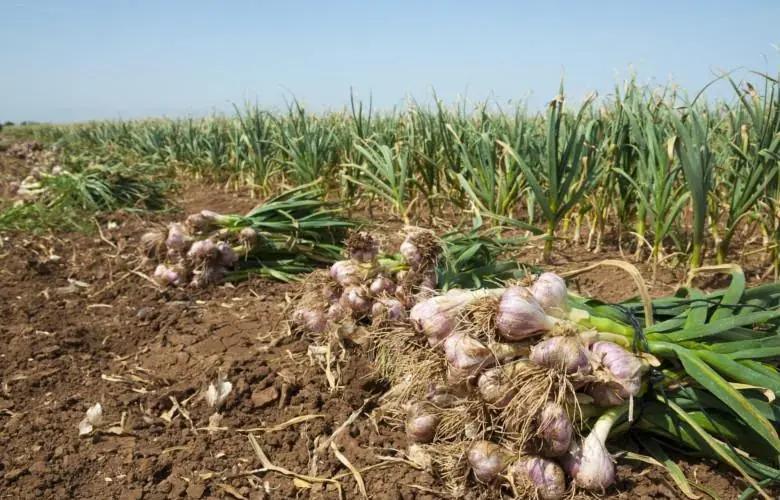 Garlic Cultivated on More Than 240 Hectares in Herat