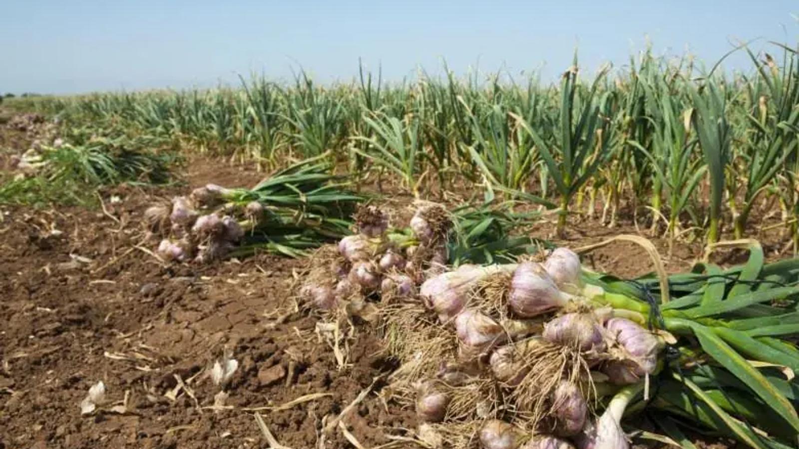 Garlic Cultivated on More Than 240 Hectares in Herat
