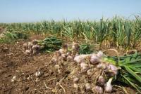Garlic Cultivated on More Than 240 Hectares in Herat