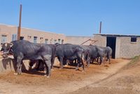 Kandahar Authorities Prevent Smuggling of 50 Cows from Pakistan