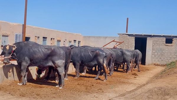 Kandahar Authorities Prevent Smuggling of 50 Cows from Pakistan