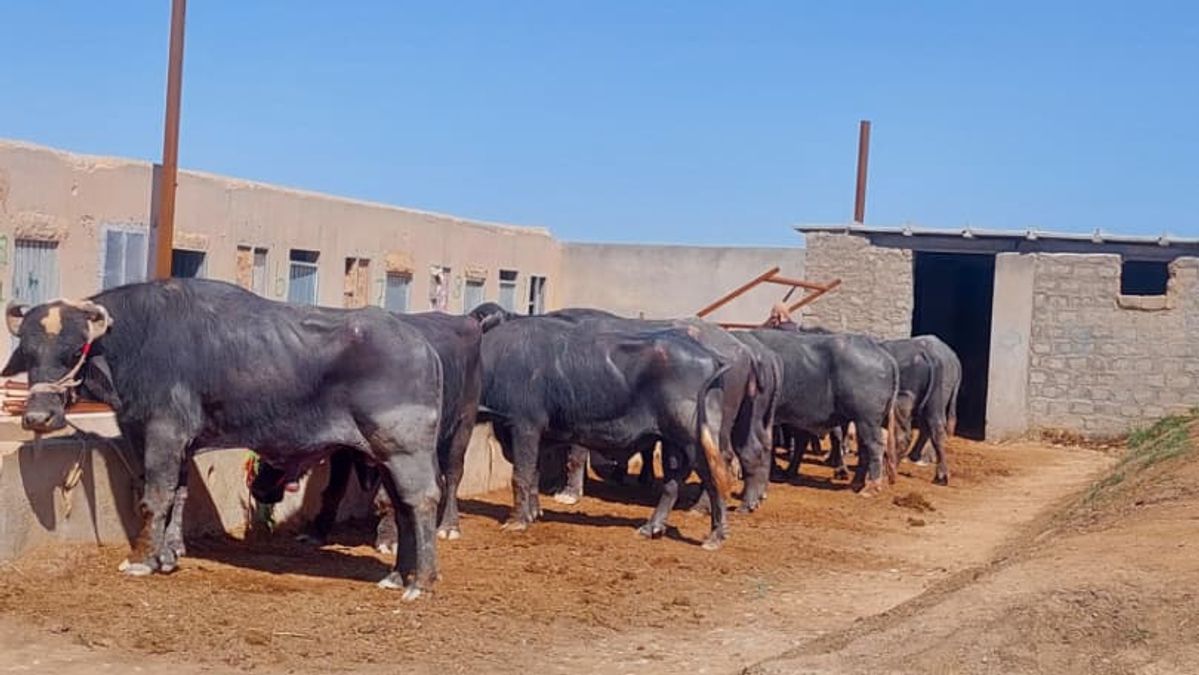 Kandahar Authorities Prevent Smuggling of 50 Cows from Pakistan