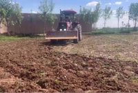 Taliban Restrict Lalmi Cultivation in Ghazni's Nahor District to Local Residents