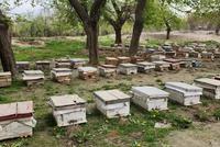 Five Types of Honey Produced in Baghlan