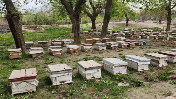 Five Types of Honey Produced in Baghlan