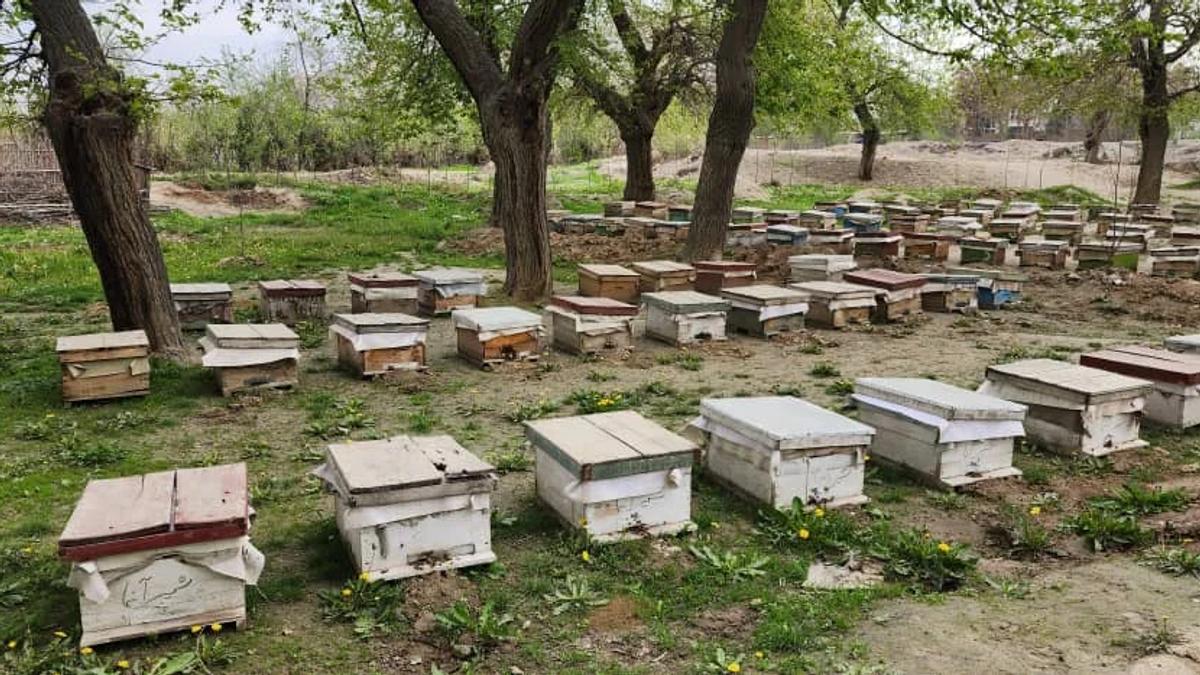 Five Types of Honey Produced in Baghlan