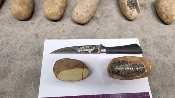 Uzbekistan Seizes Over 72 kg of Hashish Hidden in Fake Potatoes from Afghanistan