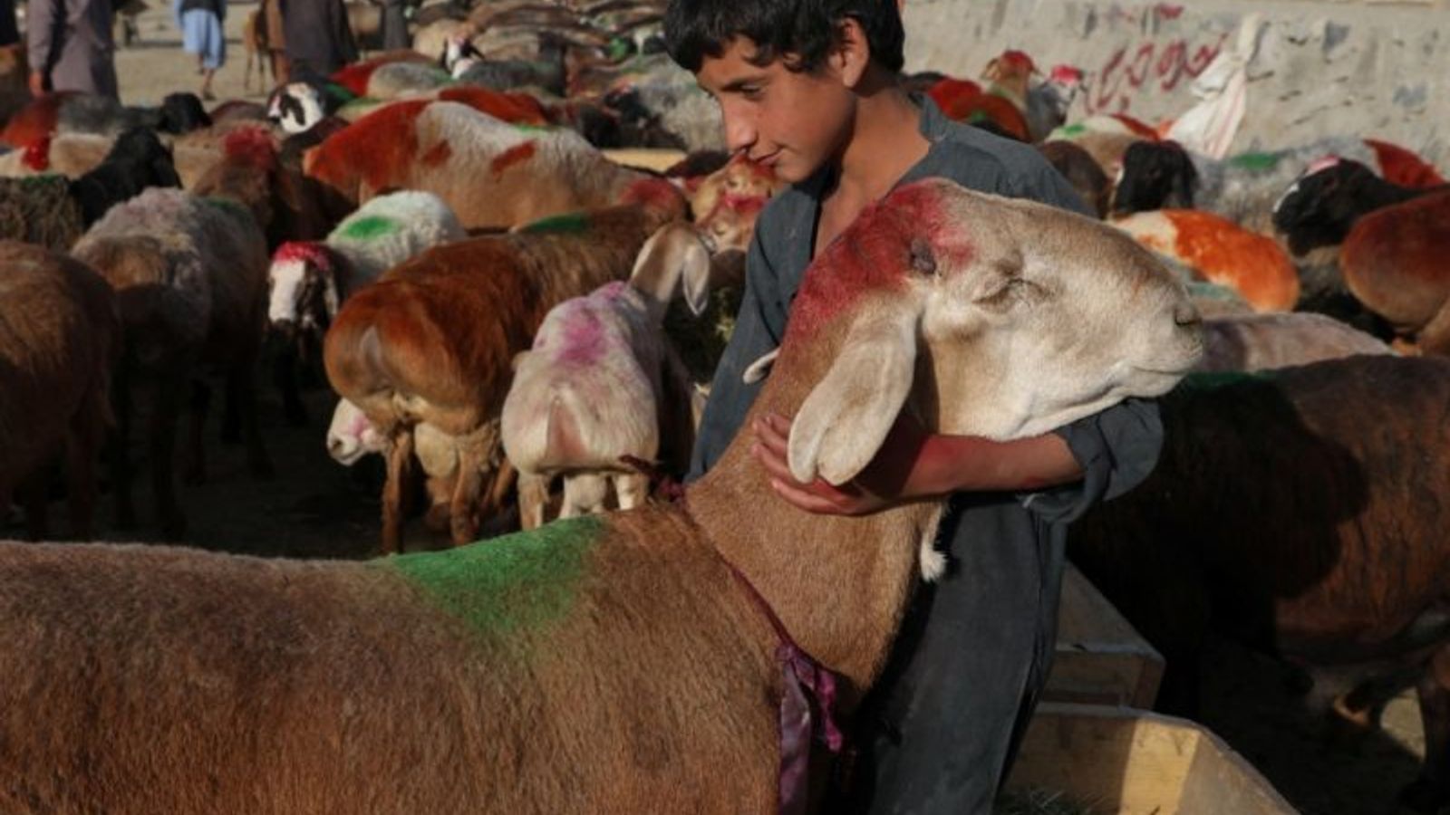 Sixteen Cases of Crimean-Congo Hemorrhagic Fever Reported in Herat Province After Eid al-Adha
