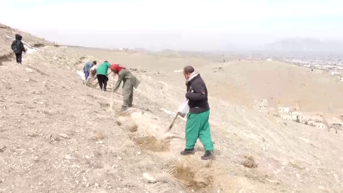 Over 60,000 Mountain Saplings Planted on Kabul's Muslim Qala Hill