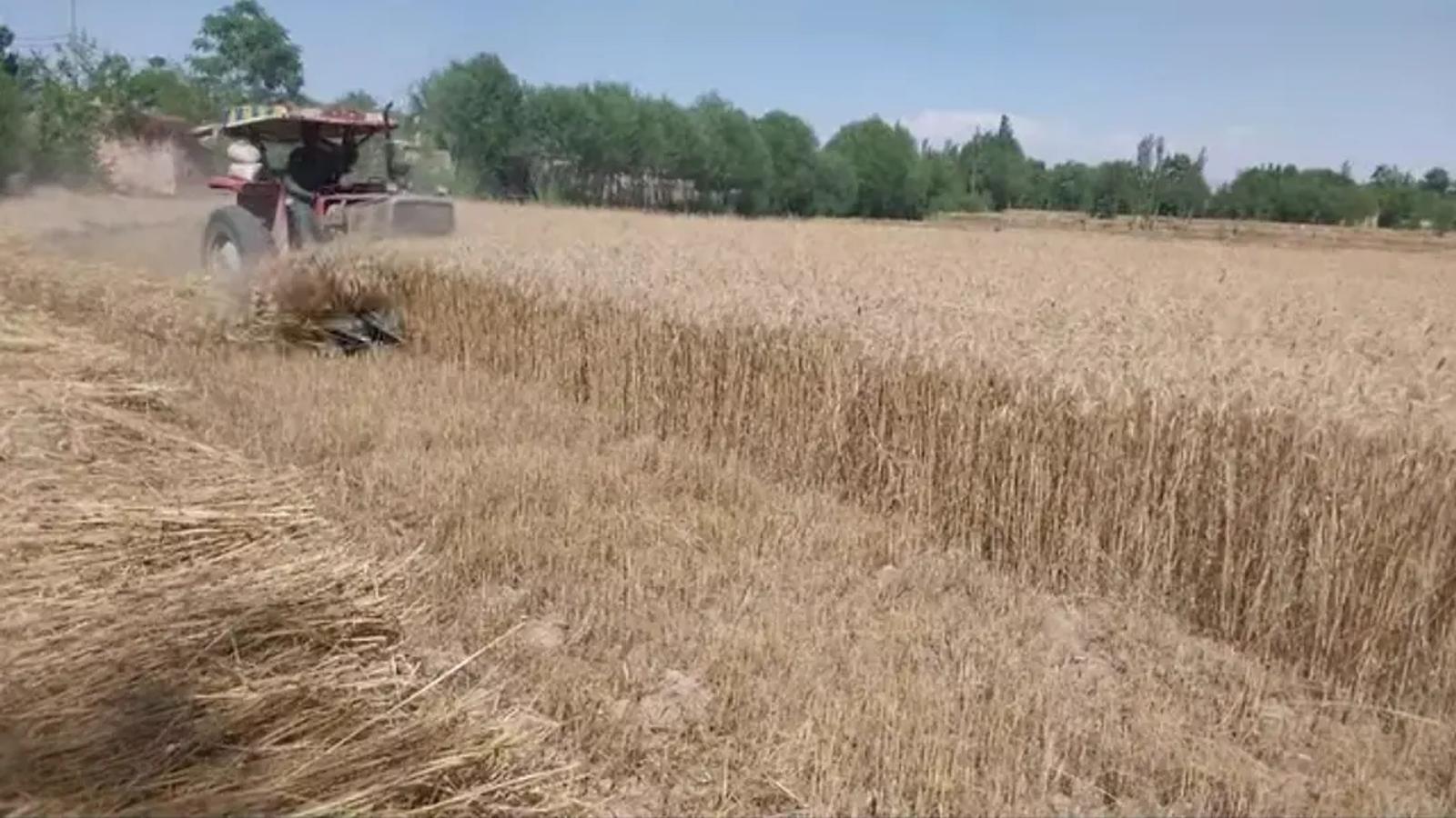 Wheat Yield Improves in Baghlan This Year
