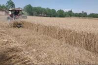 Wheat Yield Improves in Baghlan This Year