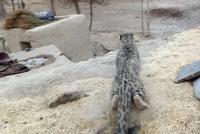 Snow Leopard Kills 9 Livestock in Badakhshan's Wakhan District