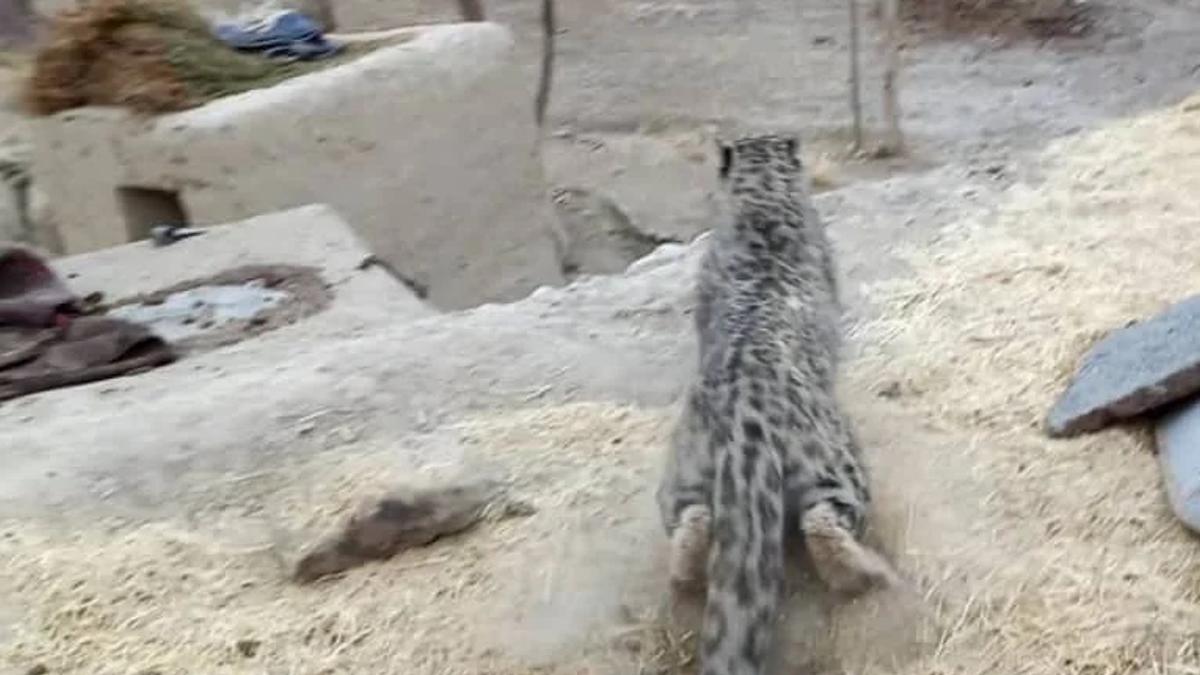 Snow Leopard Kills 9 Livestock in Badakhshan's Wakhan District