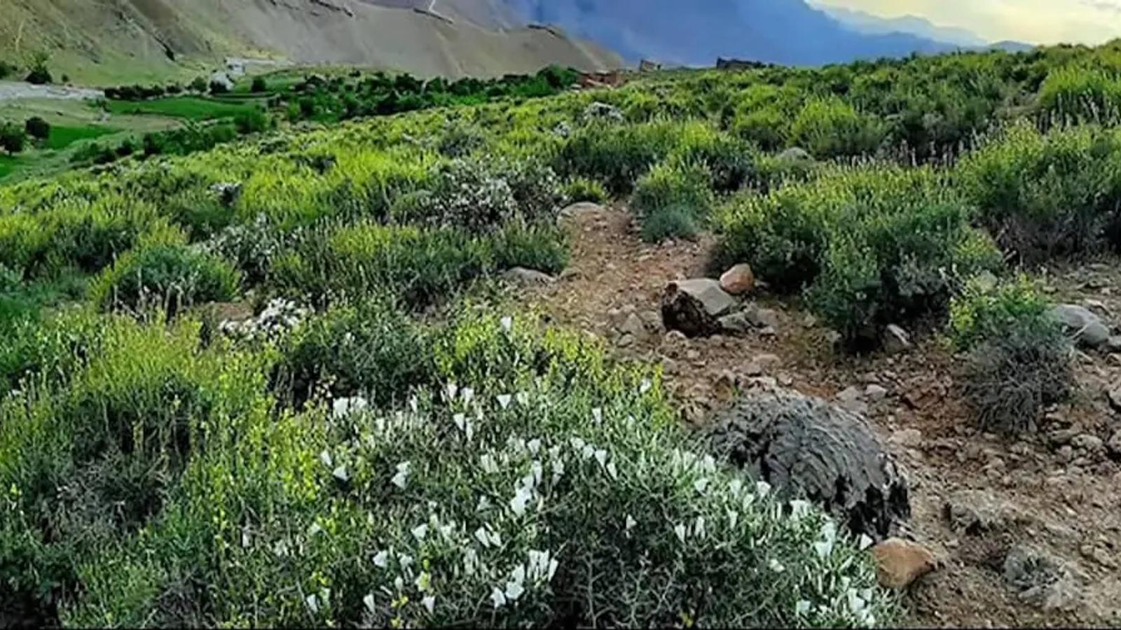 120 Orchards Planned in Baghlan to Promote Alternative Crops