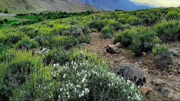 120 Orchards Planned in Baghlan to Promote Alternative Crops